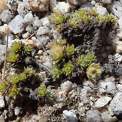 Mt Titiroa, Fiordland.<br>Photographer: Melissa Hutchison, Date taken: 25/12/2023, Licence: <a target='_blank' href='https://creativecommons.org/licenses/by-nc/4.0'>CC BY-NC</a>. <a class='member-message' href='/nzpcn/why-join-nzpcn/' target='_blank'>Members can view a larger version of this image.</a>