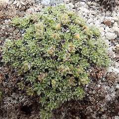 Mt Titiroa, Fiordland.<br>Photographer: Melissa Hutchison, Date taken: 26/12/2023, Licence: <a target='_blank' href='https://creativecommons.org/licenses/by-nc/4.0'>CC BY-NC</a>. <a class='member-message' href='/nzpcn/why-join-nzpcn/' target='_blank'>Members can view a larger version of this image.</a>