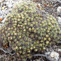 Mt Titiroa, Fiordland.<br>Photographer: Melissa Hutchison, Date taken: 26/12/2023, Licence: <a target='_blank' href='https://creativecommons.org/licenses/by-nc/4.0'>CC BY-NC</a>. <a class='member-message' href='/nzpcn/why-join-nzpcn/' target='_blank'>Members can view a larger version of this image.</a>