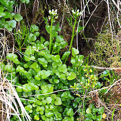 Cardamine latior, primarily fellfield and cliff faces, main Auckland Island, January 2023, Strannik Auckland Island Expedition.<br>Photographer: Alex Fergus, Date taken: 18/01/2023, Licence: <a target='_blank' href='https://creativecommons.org/licenses/by-nc/4.0'>CC BY-NC</a>. <a class='member-message' href='/nzpcn/why-join-nzpcn/' target='_blank'>Members can view a larger version of this image.</a>