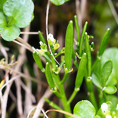 Cardamine latior, primarily fellfield and cliff faces, main Auckland Island, January 2023, Strannik Auckland Island Expedition.<br>Photographer: Alex Fergus, Date taken: 18/01/2023, Licence: <a target='_blank' href='https://creativecommons.org/licenses/by-nc/4.0'>CC BY-NC</a>. <a class='member-message' href='/nzpcn/why-join-nzpcn/' target='_blank'>Members can view a larger version of this image.</a>