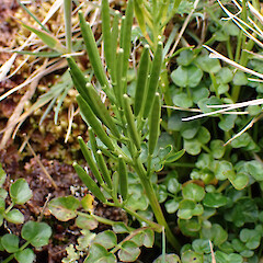Cardamine latior, primarily fellfield and cliff faces, main Auckland Island, January 2023, Strannik Auckland Island Expedition.<br>Photographer: Alex Fergus, Date taken: 30/01/2023, Licence: <a target='_blank' href='https://creativecommons.org/licenses/by-nc/4.0'>CC BY-NC</a>. <a class='member-message' href='/nzpcn/why-join-nzpcn/' target='_blank'>Members can view a larger version of this image.</a>