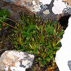 Cardamine latior, primarily fellfield and cliff faces, main Auckland Island, January 2023, Strannik Auckland Island Expedition.<br>Photographer: Alex Fergus, Date taken: 31/01/2023, Licence: <a target='_blank' href='https://creativecommons.org/licenses/by-nc/4.0'>CC BY-NC</a>. <a class='member-message' href='/nzpcn/why-join-nzpcn/' target='_blank'>Members can view a larger version of this image.</a>
