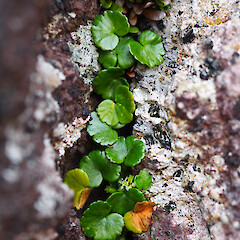 Azorella schizeilema, primarily alpine rock crevices, main Auckland Island, Strannik Auckland Island Expedition.<br>Photographer: Alex Fergus, Date taken: 13/01/2023, Licence: <a target='_blank' href='https://creativecommons.org/licenses/by-nc/4.0'>CC BY-NC</a>. <a class='member-message' href='/nzpcn/why-join-nzpcn/' target='_blank'>Members can view a larger version of this image.</a>