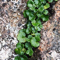 Azorella schizeilema, primarily alpine rock crevices, main Auckland Island, Strannik Auckland Island Expedition.<br>Photographer: Alex Fergus, Date taken: 13/01/2023, Licence: <a target='_blank' href='https://creativecommons.org/licenses/by-nc/4.0'>CC BY-NC</a>. <a class='member-message' href='/nzpcn/why-join-nzpcn/' target='_blank'>Members can view a larger version of this image.</a>