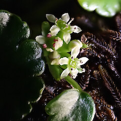 Azorella schizeilema, primarily alpine rock crevices, main Auckland Island, Strannik Auckland Island Expedition.<br>Photographer: Alex Fergus, Date taken: 31/01/2023, Licence: <a target='_blank' href='https://creativecommons.org/licenses/by-nc/4.0'>CC BY-NC</a>. <a class='member-message' href='/nzpcn/why-join-nzpcn/' target='_blank'>Members can view a larger version of this image.</a>