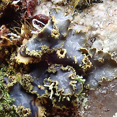 Podostictina nermula