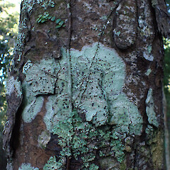 Locally common, corticolous on rimu in rimu-kauri ridge forest with Parmotrema reticulatum. Dargaville Northland.<br>Photographer: Marley Ford, Date taken: 20/02/2024, Licence: <a target='_blank' href='https://creativecommons.org/licenses/by/4.0'>CC BY</a>. <a class='member-message' href='/nzpcn/why-join-nzpcn/' target='_blank'>Members can view a larger version of this image.</a>