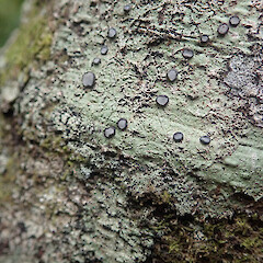 Corticolous on tanekaha, Northshore Auckland.<br>Photographer: Marley Ford, Date taken: 18/11/2021, Licence: <a target='_blank' href='https://creativecommons.org/licenses/by/4.0'>CC BY</a>. <a class='member-message' href='/nzpcn/why-join-nzpcn/' target='_blank'>Members can view a larger version of this image.</a>