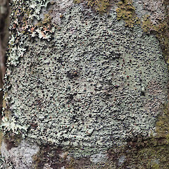 Corticolous on tanekaha, Northshore Auckland.<br>Photographer: Marley Ford, Date taken: 18/11/2021, Licence: <a target='_blank' href='https://creativecommons.org/licenses/by/4.0'>CC BY</a>. <a class='member-message' href='/nzpcn/why-join-nzpcn/' target='_blank'>Members can view a larger version of this image.</a>