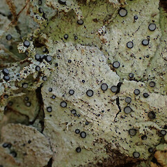Corticolous on matai, Otira Westland.<br>Photographer: Marley Ford, Date taken: 26/11/2023, Licence: <a target='_blank' href='https://creativecommons.org/licenses/by/4.0'>CC BY</a>. <a class='member-message' href='/nzpcn/why-join-nzpcn/' target='_blank'>Members can view a larger version of this image.</a>