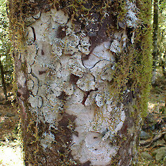 Corticolous on matai, Otira Westland.<br>Photographer: Marley Ford, Date taken: 26/11/2023, Licence: <a target='_blank' href='https://creativecommons.org/licenses/by/4.0'>CC BY</a>. <a class='member-message' href='/nzpcn/why-join-nzpcn/' target='_blank'>Members can view a larger version of this image.</a>