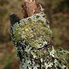Corticolous on tanekaha windfall in ridge forest with Parmotrema reticulatum, Usnea rubicunda, graphid lichens and liverworts, Dargaville Northland.<br>Photographer: Marley Ford, Date taken: 20/02/2024, Licence: <a target='_blank' href='https://creativecommons.org/licenses/by/4.0'>CC BY</a>. <a class='member-message' href='/nzpcn/why-join-nzpcn/' target='_blank'>Members can view a larger version of this image.</a>