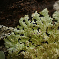 Corticolous on tanekaha windfall in ridge forest with Parmotrema reticulatum, Usnea rubicunda, graphid lichens and liverworts, Dargaville Northland.<br>Photographer: Marley Ford, Date taken: 20/02/2024, Licence: <a target='_blank' href='https://creativecommons.org/licenses/by/4.0'>CC BY</a>. <a class='member-message' href='/nzpcn/why-join-nzpcn/' target='_blank'>Members can view a larger version of this image.</a>