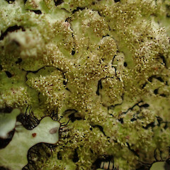 Corticolous on tanekaha windfall in ridge forest with Parmotrema reticulatum, Usnea rubicunda, graphid lichens and liverworts, Dargaville Northland.<br>Photographer: Marley Ford, Date taken: 20/02/2024, Licence: <a target='_blank' href='https://creativecommons.org/licenses/by/4.0'>CC BY</a>. <a class='member-message' href='/nzpcn/why-join-nzpcn/' target='_blank'>Members can view a larger version of this image.</a>
