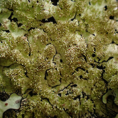 Corticolous on tanekaha windfall in ridge forest with Parmotrema reticulatum, Usnea rubicunda, graphid lichens and liverworts, Dargaville Northland.<br>Photographer: Marley Ford, Date taken: 20/02/2024, Licence: <a target='_blank' href='https://creativecommons.org/licenses/by/4.0'>CC BY</a>. <a class='member-message' href='/nzpcn/why-join-nzpcn/' target='_blank'>Members can view a larger version of this image.</a>