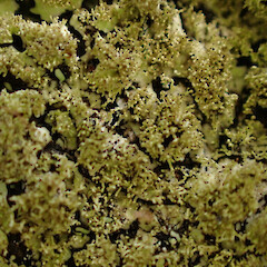 Corticolous on tanekaha windfall in ridge forest with Parmotrema reticulatum, Usnea rubicunda, graphid lichens and liverworts, Dargaville Northland.<br>Photographer: Marley Ford, Date taken: 20/02/2024, Licence: <a target='_blank' href='https://creativecommons.org/licenses/by/4.0'>CC BY</a>. <a class='member-message' href='/nzpcn/why-join-nzpcn/' target='_blank'>Members can view a larger version of this image.</a>
