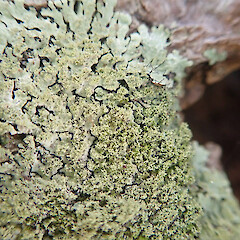 Corticolous on Pinus radiata, Rodney Auckland.<br>Photographer: Marley Ford, Date taken: 09/12/2021, Licence: <a target='_blank' href='https://creativecommons.org/licenses/by/4.0'>CC BY</a>. <a class='member-message' href='/nzpcn/why-join-nzpcn/' target='_blank'>Members can view a larger version of this image.</a>