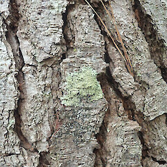 Corticolous on Pinus radiata, Rodney Auckland.<br>Photographer: Marley Ford, Date taken: 09/12/2021, Licence: <a target='_blank' href='https://creativecommons.org/licenses/by/4.0'>CC BY</a>. <a class='member-message' href='/nzpcn/why-join-nzpcn/' target='_blank'>Members can view a larger version of this image.</a>
