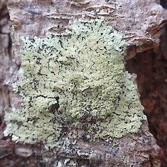 Corticolous on Pinus radiata, Rodney Auckland.<br>Photographer: Marley Ford, Date taken: 09/12/2021, Licence: <a target='_blank' href='https://creativecommons.org/licenses/by/4.0'>CC BY</a>. <a class='member-message' href='/nzpcn/why-join-nzpcn/' target='_blank'>Members can view a larger version of this image.</a>