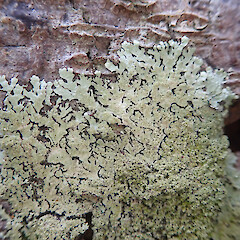 Corticolous on Pinus radiata, Rodney Auckland.<br>Photographer: Marley Ford, Date taken: 09/12/2021, Licence: <a target='_blank' href='https://creativecommons.org/licenses/by/4.0'>CC BY</a>. <a class='member-message' href='/nzpcn/why-join-nzpcn/' target='_blank'>Members can view a larger version of this image.</a>