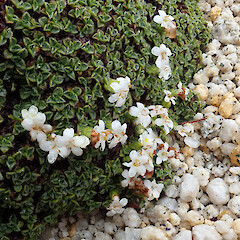 Mt Titiroa, Fiordland.<br>Photographer: Melissa Hutchison, Date taken: 26/12/2023, Licence: <a target='_blank' href='https://creativecommons.org/licenses/by-nc/4.0'>CC BY-NC</a>. <a class='member-message' href='/nzpcn/why-join-nzpcn/' target='_blank'>Members can view a larger version of this image.</a>