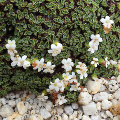 Mt Titiroa, Fiordland.<br>Photographer: Melissa Hutchison, Date taken: 26/12/2023, Licence: <a target='_blank' href='https://creativecommons.org/licenses/by-nc/4.0'>CC BY-NC</a>. <a class='member-message' href='/nzpcn/why-join-nzpcn/' target='_blank'>Members can view a larger version of this image.</a>