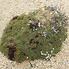 Mt Titiroa, Fiordland.<br>Photographer: Melissa Hutchison, Date taken: 26/12/2023, Licence: <a target='_blank' href='https://creativecommons.org/licenses/by-nc/4.0'>CC BY-NC</a>. <a class='member-message' href='/nzpcn/why-join-nzpcn/' target='_blank'>Members can view a larger version of this image.</a>