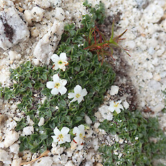 Mt Titiroa, Fiordland.<br>Photographer: Melissa Hutchison, Date taken: 26/12/2023, Licence: <a target='_blank' href='https://creativecommons.org/licenses/by-nc/4.0'>CC BY-NC</a>. <a class='member-message' href='/nzpcn/why-join-nzpcn/' target='_blank'>Members can view a larger version of this image.</a>