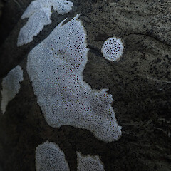 On coastal concretions, Hokianga Far North.<br>Photographer: Marley Ford, Date taken: 01/11/2019, Licence: <a target='_blank' href='https://creativecommons.org/licenses/by/4.0'>CC BY</a>. <a class='member-message' href='/nzpcn/why-join-nzpcn/' target='_blank'>Members can view a larger version of this image.</a>