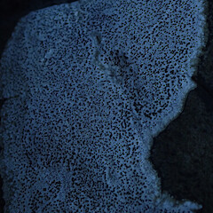 On coastal concretions, Hokianga Far North.<br>Photographer: Marley Ford, Date taken: 01/11/2019, Licence: <a target='_blank' href='https://creativecommons.org/licenses/by/4.0'>CC BY</a>. <a class='member-message' href='/nzpcn/why-join-nzpcn/' target='_blank'>Members can view a larger version of this image.</a>