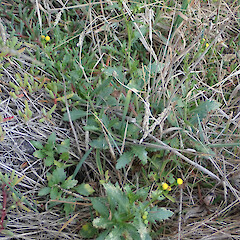 Senecio matatini subsp. basinudus