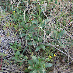 Discoid form, coastal scrub/rank grassland, Potato Point, Purakaunui.<br>Photographer: Alex Fergus, Date taken: 02/05/2021, Licence: <a target='_blank' href='https://creativecommons.org/licenses/by-nc/4.0'>CC BY-NC</a>. <a class='member-message' href='/nzpcn/why-join-nzpcn/' target='_blank'>Members can view a larger version of this image.</a>