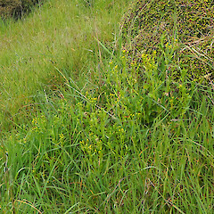 Discoid form, coastal scrub/rank grassland, Potato Point, Purakaunui.<br>Photographer: Alex Fergus, Date taken: 04/11/2023, Licence: <a target='_blank' href='https://creativecommons.org/licenses/by-nc/4.0'>CC BY-NC</a>. <a class='member-message' href='/nzpcn/why-join-nzpcn/' target='_blank'>Members can view a larger version of this image.</a>