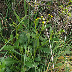 Discoid form, coastal scrub/rank grassland, Potato Point, Purakaunui.<br>Photographer: Alex Fergus, Date taken: 04/11/2023, Licence: <a target='_blank' href='https://creativecommons.org/licenses/by-nc/4.0'>CC BY-NC</a>. <a class='member-message' href='/nzpcn/why-join-nzpcn/' target='_blank'>Members can view a larger version of this image.</a>
