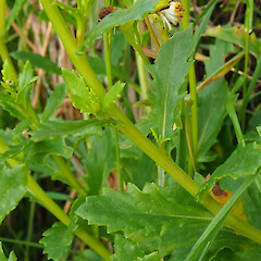 Discoid form, coastal scrub/rank grassland, Potato Point, Purakaunui.<br>Photographer: Alex Fergus, Date taken: 04/11/2023, Licence: <a target='_blank' href='https://creativecommons.org/licenses/by-nc/4.0'>CC BY-NC</a>. <a class='member-message' href='/nzpcn/why-join-nzpcn/' target='_blank'>Members can view a larger version of this image.</a>