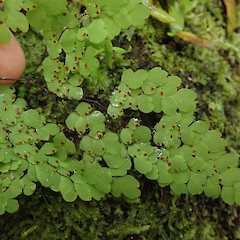 Hunua Ranges (wild).<br>Photographer: Melissa Hutchison, Date taken: 13/07/2019, Licence: <a target='_blank' href='https://creativecommons.org/licenses/by-nc/4.0'>CC BY-NC</a>. <a class='member-message' href='/nzpcn/why-join-nzpcn/' target='_blank'>Members can view a larger version of this image.</a>