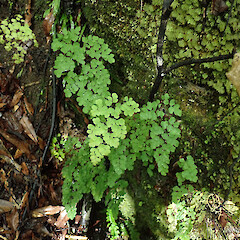 Hunua Ranges (wild).<br>Photographer: Melissa Hutchison, Date taken: 13/07/2019, Licence: <a target='_blank' href='https://creativecommons.org/licenses/by-nc/4.0'>CC BY-NC</a>. <a class='member-message' href='/nzpcn/why-join-nzpcn/' target='_blank'>Members can view a larger version of this image.</a>