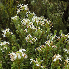 Arthurs Pass.<br>Photographer: Melissa Hutchison, Date taken: 21/02/2020, Licence: <a target='_blank' href='https://creativecommons.org/licenses/by-nc/4.0'>CC BY-NC</a>.