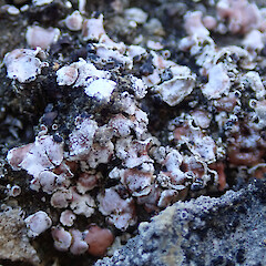 Castle Hill basin.<br>Photographer: Melissa Hutchison, Date taken: 11/01/2024, Licence: <a target='_blank' href='https://creativecommons.org/licenses/by-nc/4.0'>CC BY-NC</a>. <a class='member-message' href='/nzpcn/why-join-nzpcn/' target='_blank'>Members can view a larger version of this image.</a>