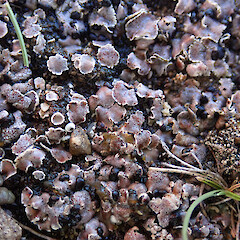 Castle Hill basin.<br>Photographer: Melissa Hutchison, Date taken: 06/03/2023, Licence: <a target='_blank' href='https://creativecommons.org/licenses/by-nc/4.0'>CC BY-NC</a>. <a class='member-message' href='/nzpcn/why-join-nzpcn/' target='_blank'>Members can view a larger version of this image.</a>