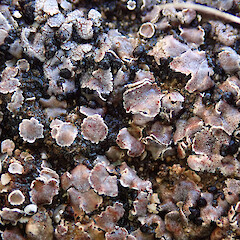 Castle Hill basin.<br>Photographer: Melissa Hutchison, Date taken: 06/03/2023, Licence: <a target='_blank' href='https://creativecommons.org/licenses/by-nc/4.0'>CC BY-NC</a>. <a class='member-message' href='/nzpcn/why-join-nzpcn/' target='_blank'>Members can view a larger version of this image.</a>