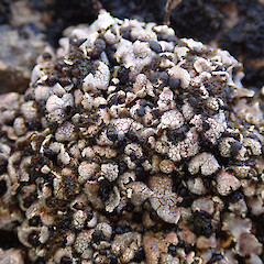 Castle Hill basin.<br>Photographer: Melissa Hutchison, Date taken: 06/03/2023, Licence: <a target='_blank' href='https://creativecommons.org/licenses/by-nc/4.0'>CC BY-NC</a>. <a class='member-message' href='/nzpcn/why-join-nzpcn/' target='_blank'>Members can view a larger version of this image.</a>