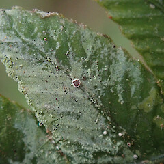 Hunua Ranges.<br>Photographer: Melissa Hutchison, Date taken: 14/10/2019, Licence: <a target='_blank' href='https://creativecommons.org/licenses/by-nc/4.0'>CC BY-NC</a>. <a class='member-message' href='/nzpcn/why-join-nzpcn/' target='_blank'>Members can view a larger version of this image.</a>