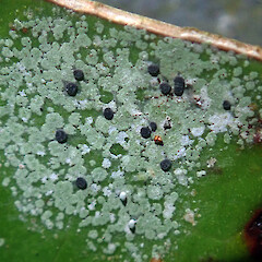 On Ripogonum scandens, in Taranaki.<br>Photographer: Peter J de Lange, Licence: Public domain. <a class='member-message' href='/nzpcn/why-join-nzpcn/' target='_blank'>Members can view a larger version of this image.</a>