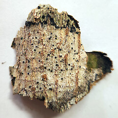 Herbarium specimen of Bactrospora metabola.<br>Photographer: Andrew Marshall, Date taken: 12/04/2024, Licence: <a target='_blank' href='https://creativecommons.org/licenses/by/4.0'>CC BY</a>. <a class='member-message' href='/nzpcn/why-join-nzpcn/' target='_blank'>Members can view a larger version of this image.</a>
