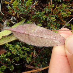 Photographer: Melissa Hutchison, Date taken: 14/04/2024, Licence: <a target='_blank' href='https://creativecommons.org/licenses/by-nc/4.0'>CC BY-NC</a>. <a class='member-message' href='/nzpcn/why-join-nzpcn/' target='_blank'>Members can view a larger version of this image.</a>