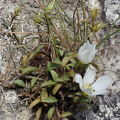Photographer: Melissa Hutchison, Date taken: 05/03/2024, Licence: <a target='_blank' href='https://creativecommons.org/licenses/by-nc/4.0'>CC BY-NC</a>. <a class='member-message' href='/nzpcn/why-join-nzpcn/' target='_blank'>Members can view a larger version of this image.</a>