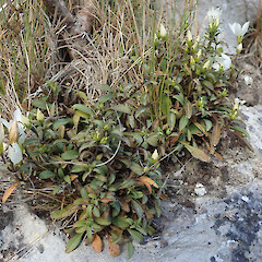 Photographer: Melissa Hutchison, Date taken: 05/03/2024, Licence: <a target='_blank' href='https://creativecommons.org/licenses/by-nc/4.0'>CC BY-NC</a>. <a class='member-message' href='/nzpcn/why-join-nzpcn/' target='_blank'>Members can view a larger version of this image.</a>