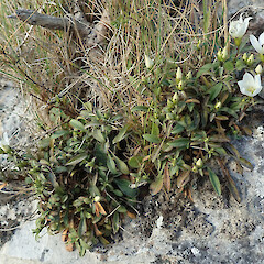 Photographer: Melissa Hutchison, Date taken: 05/03/2024, Licence: <a target='_blank' href='https://creativecommons.org/licenses/by-nc/4.0'>CC BY-NC</a>. <a class='member-message' href='/nzpcn/why-join-nzpcn/' target='_blank'>Members can view a larger version of this image.</a>
